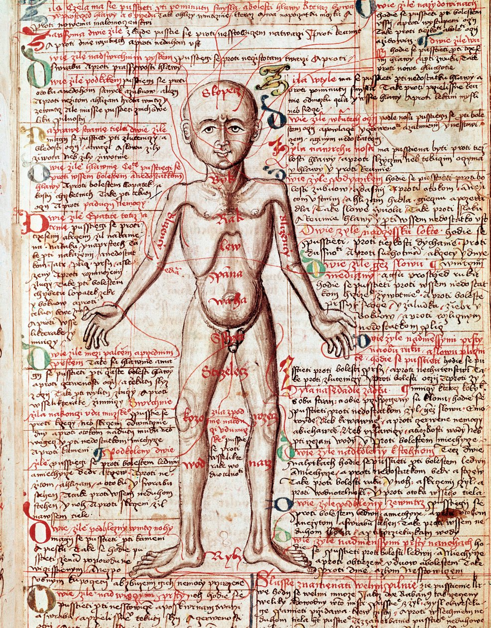 نقش جسم الإنسان من "Tractatus de pestilentia" القرن الخامس عشر - براغ ، المكتبة الوطنية بواسطة فنان غير معروف