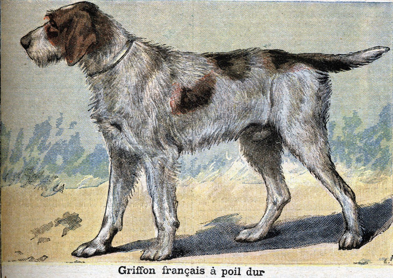 كلب الصيد: Griffon francais ذو الشعر الصلب بواسطة فنان غير معروف