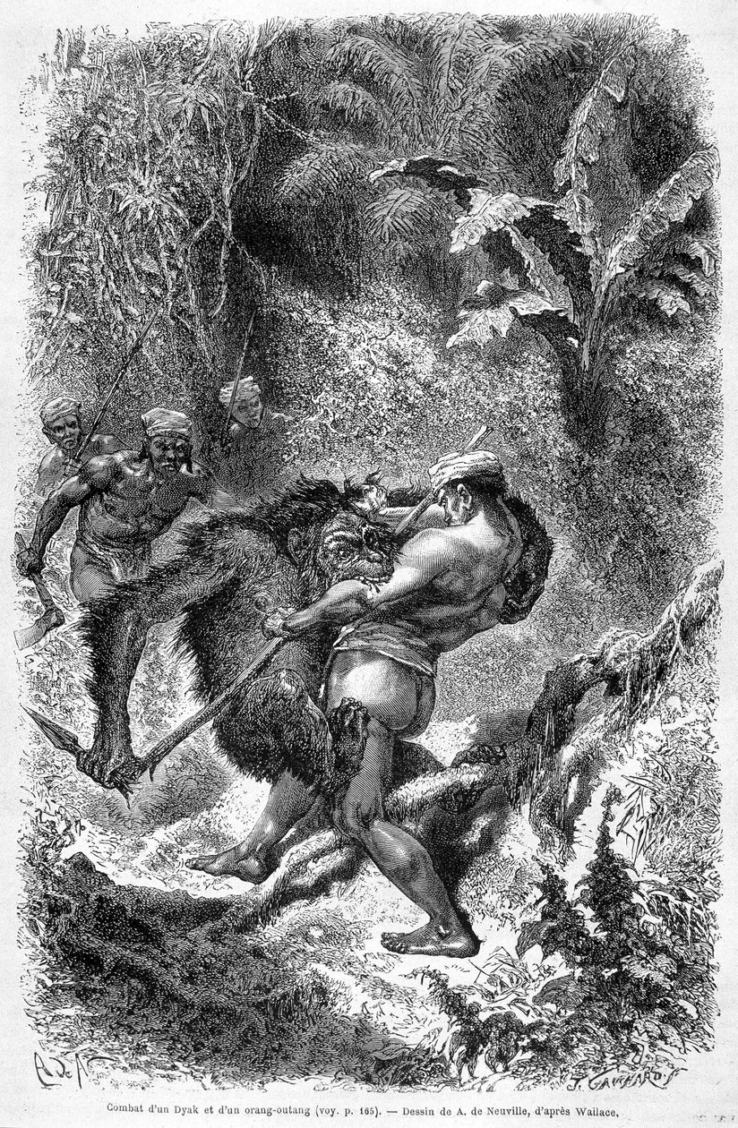رسم توضيحي نُشر في طبعة 1862 من "Le Tour du monde" يصور معركة بين داياك وأورانج أوتان (أورانج أوتان ، أورانج أوتانج ، أورانج أوتانج) في جزيرة بورنيو. نقش. بواسطة فنان غير معروف