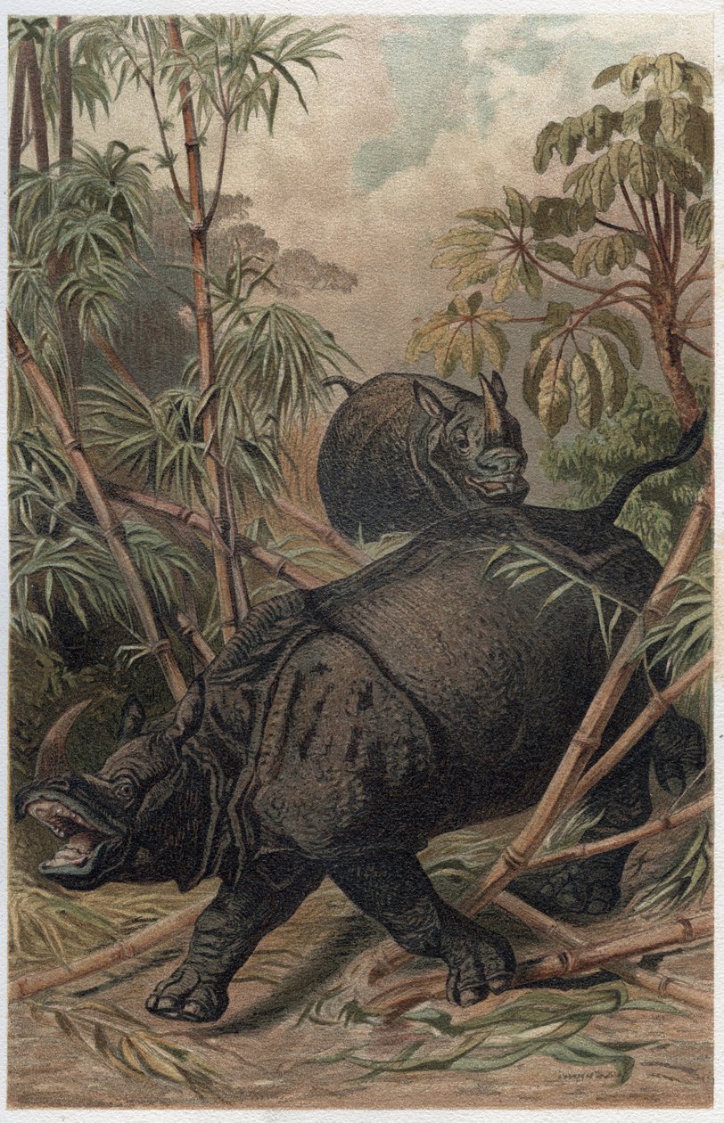 وحيد القرن الهندي - وحيد القرن الهندي (Rhinoceros unicornis) - نقش من "" Brehm's Life of Animals "" لألفريد إدموند بريهم (1829-1884) بواسطة فنان غير معروف