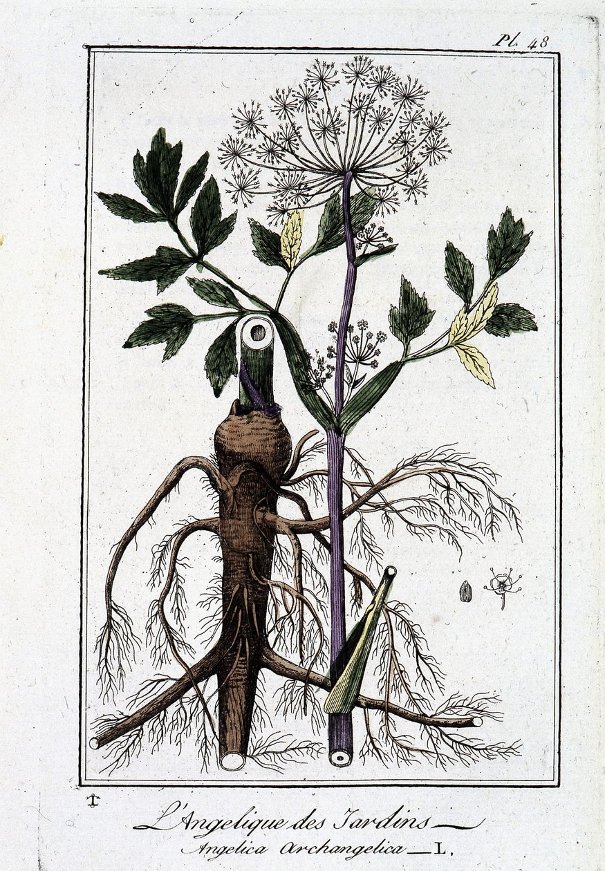 L'Angelique des Jardins (Angelica Archangelica) - في "تمارين علم النبات للتجار" ، بقلم JC Philibert ، Imprimerie de Crapelet ، باريس بواسطة فنان غير معروف