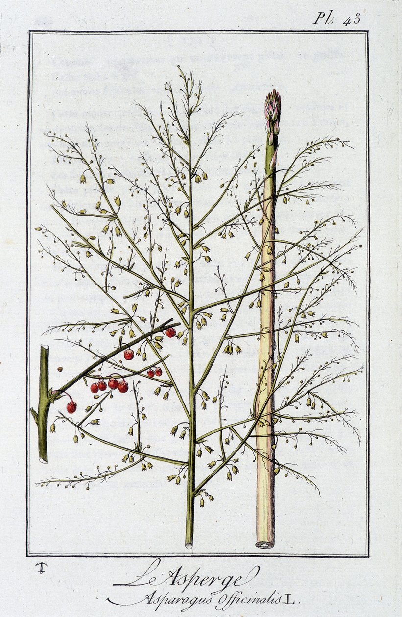 Asparagus (Asparagus Officinalis) - in "Exercises de botany à l'usage des commercants"، redige by JC Philibert، Imprimerie de Crapelet، Paris بواسطة فنان غير معروف