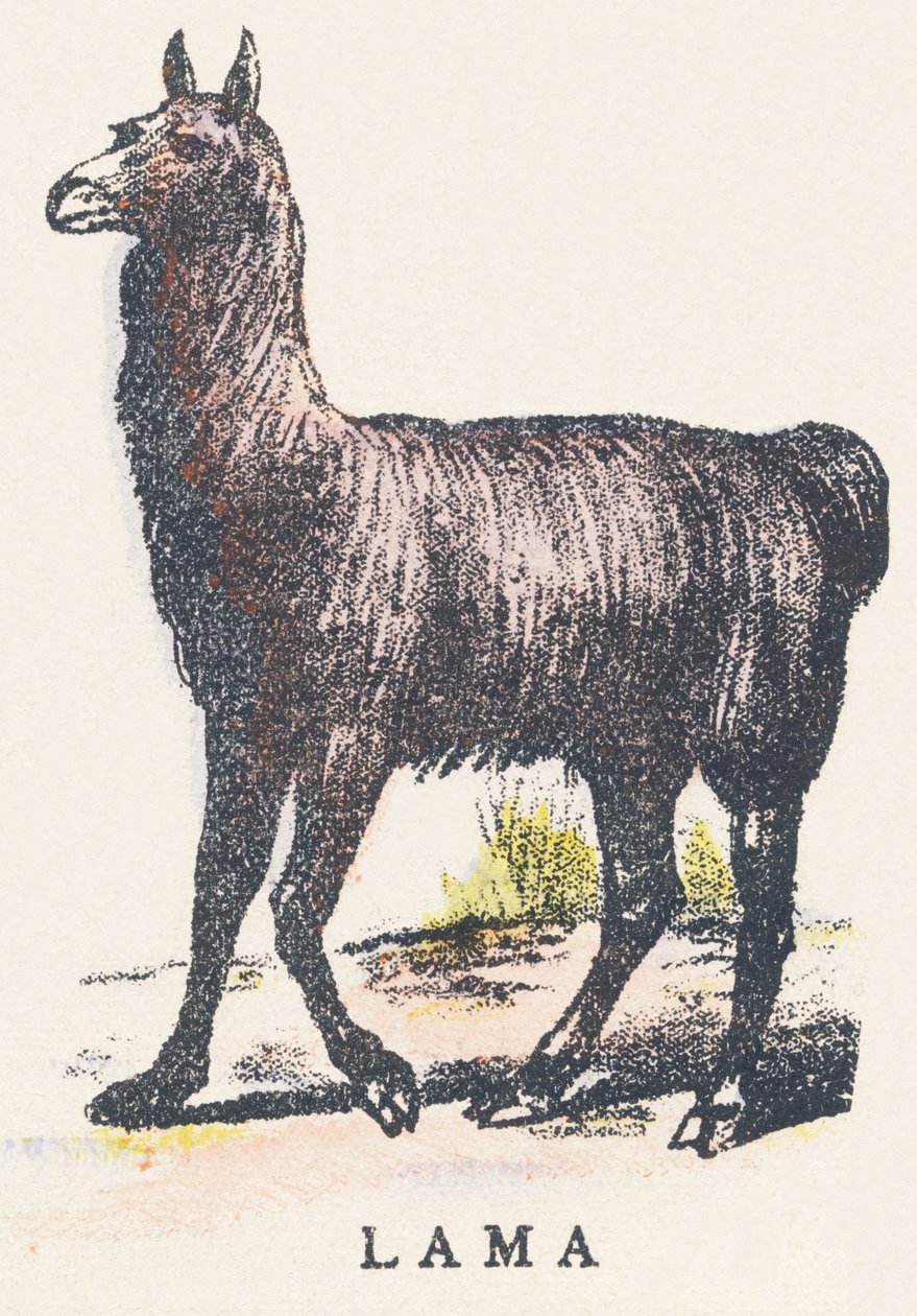 L: lama بواسطة فنان غير معروف