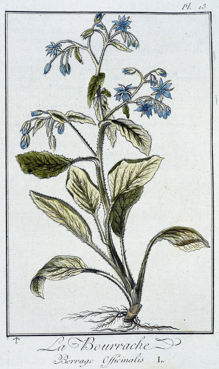 بوريج (Borrage Officinalis) - في "تمارين علم النبات للتجار" ، بقلم جي سي فيليبيرت ، Imprimerie de Crapelet ، باريس بواسطة فنان غير معروف