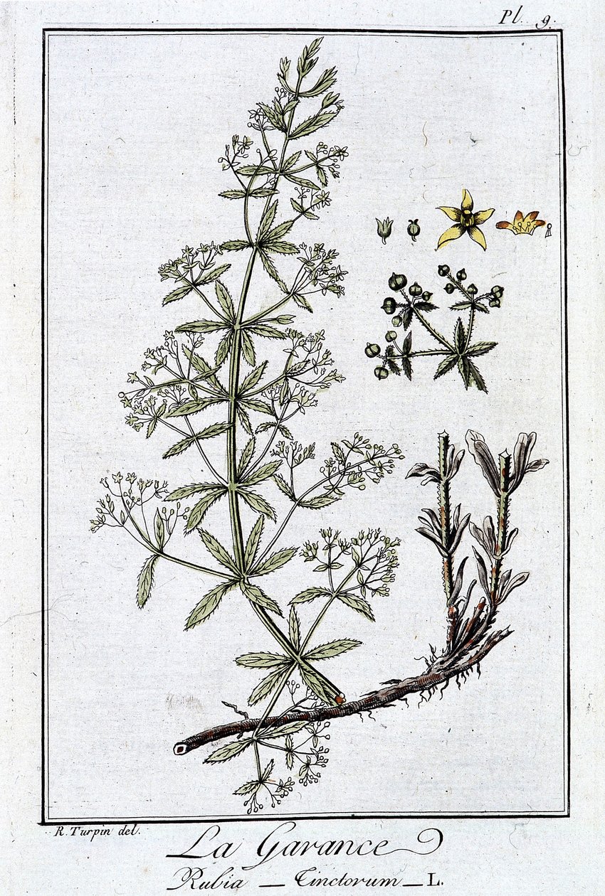 La Garance (Rubia Tinclorum) - في "تمارين علم النبات للمتداولين" ، بقلم J.C. Philibert ، Imprimerie de Crapelet ، باريس بواسطة فنان غير معروف