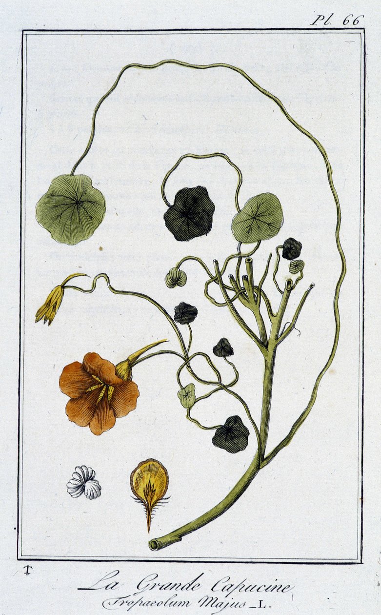 La Grande Capucine (Tropaeolum Majus) - في "تمارين علم النبات للتجار" ، بقلم JC Philibert ، Imprimerie de Crapelet ، Paris بواسطة فنان غير معروف
