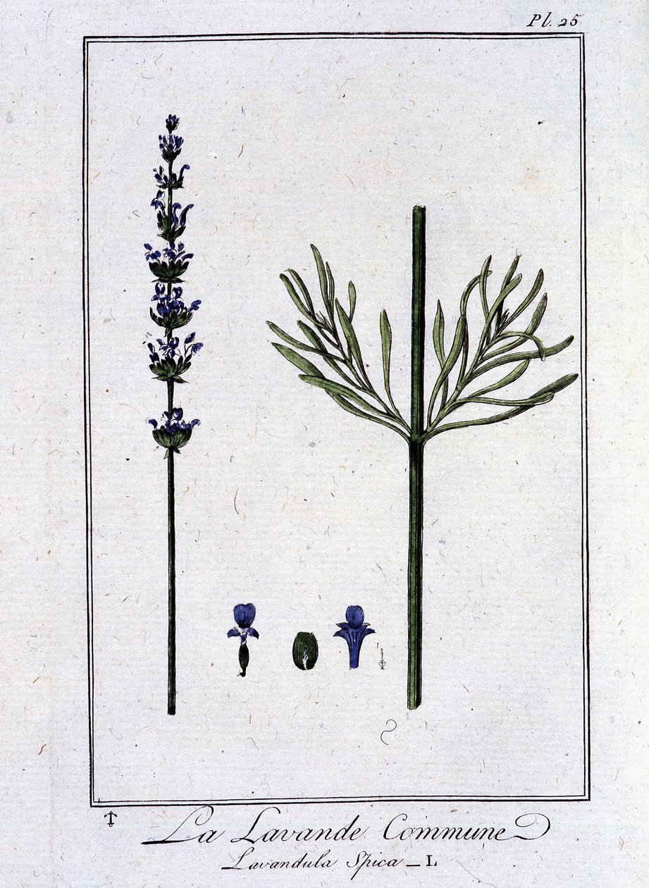 La Lavande Commune (Lavandala Spica) - في "تمارين علم النبات للتجار" ، بقلم JC Philibert ، Imprimerie de Crapelet ، باريس بواسطة فنان غير معروف