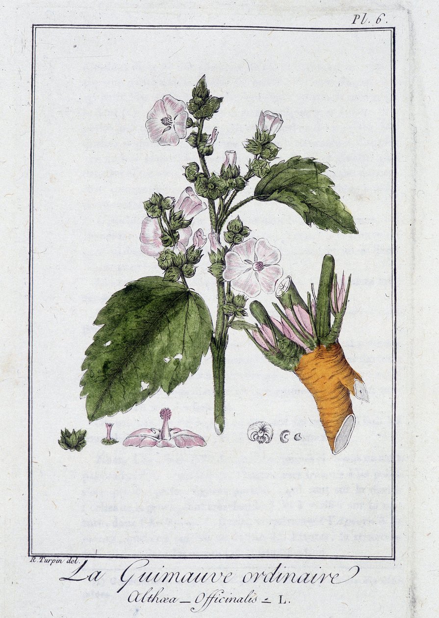 الخطمي العادي (Althaea Officinalis) - في "تمارين علم النبات للمتداولين" ، redige بواسطة JC Philibert ، Imprimerie de Crapelet ، Paris بواسطة فنان غير معروف