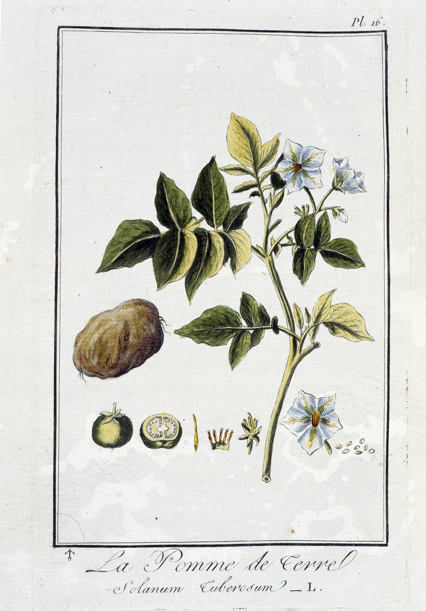 La Potato (Solanum Tuberosum) - في "تمارين علم النبات للتجار" ، بقلم J.C. Philibert ، Imprimerie de Crapelet ، باريس بواسطة فنان غير معروف
