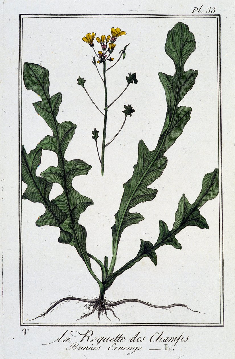 La Roquette des Champs (Bunias Erucago) - في "تمارين علم النبات للمتداولين" ، بقلم JC Philibert ، Imprimerie de Crapelet ، باريس بواسطة فنان غير معروف