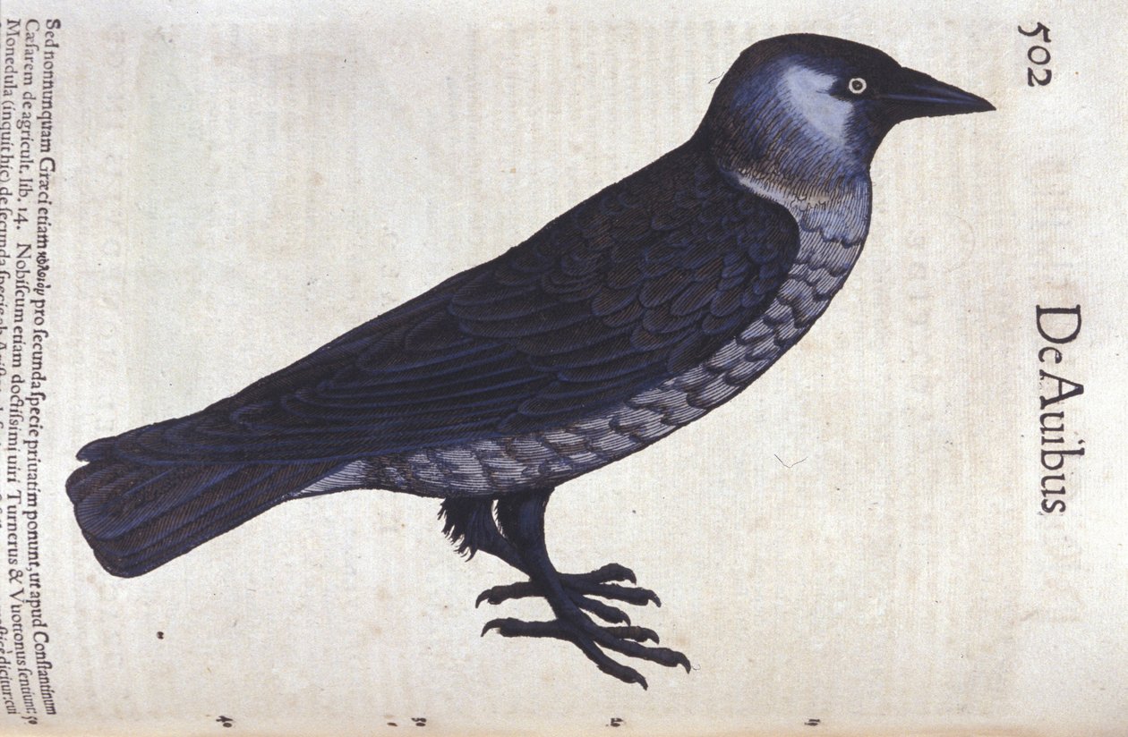 La choucas في تاريخ الحيوانات بقلم كونراد جيسنر (1516-1565) ، زيورخ بواسطة فنان غير معروف