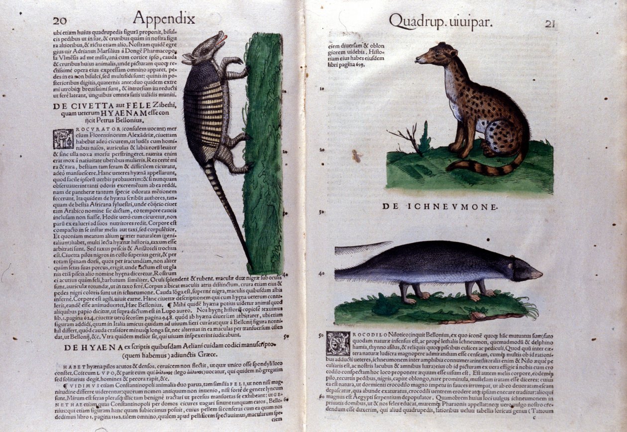 Civette la، la la mangouste a hena and the History of Animals Conrad Gesner (1516-1565) ، زيورخ بواسطة فنان غير معروف