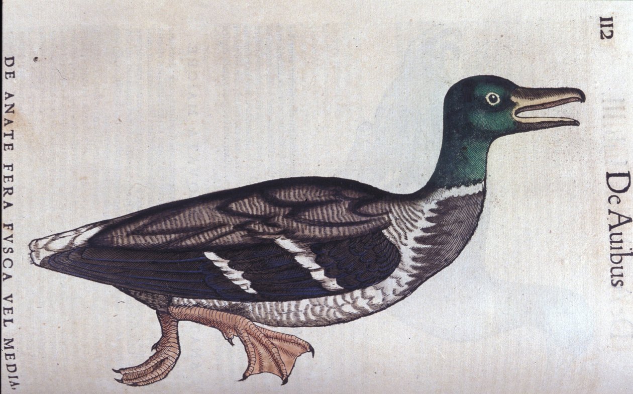 سوق La ducard في تاريخ الحيوان Conrad Gesner (1516-1565) ، زيورخ بواسطة فنان غير معروف
