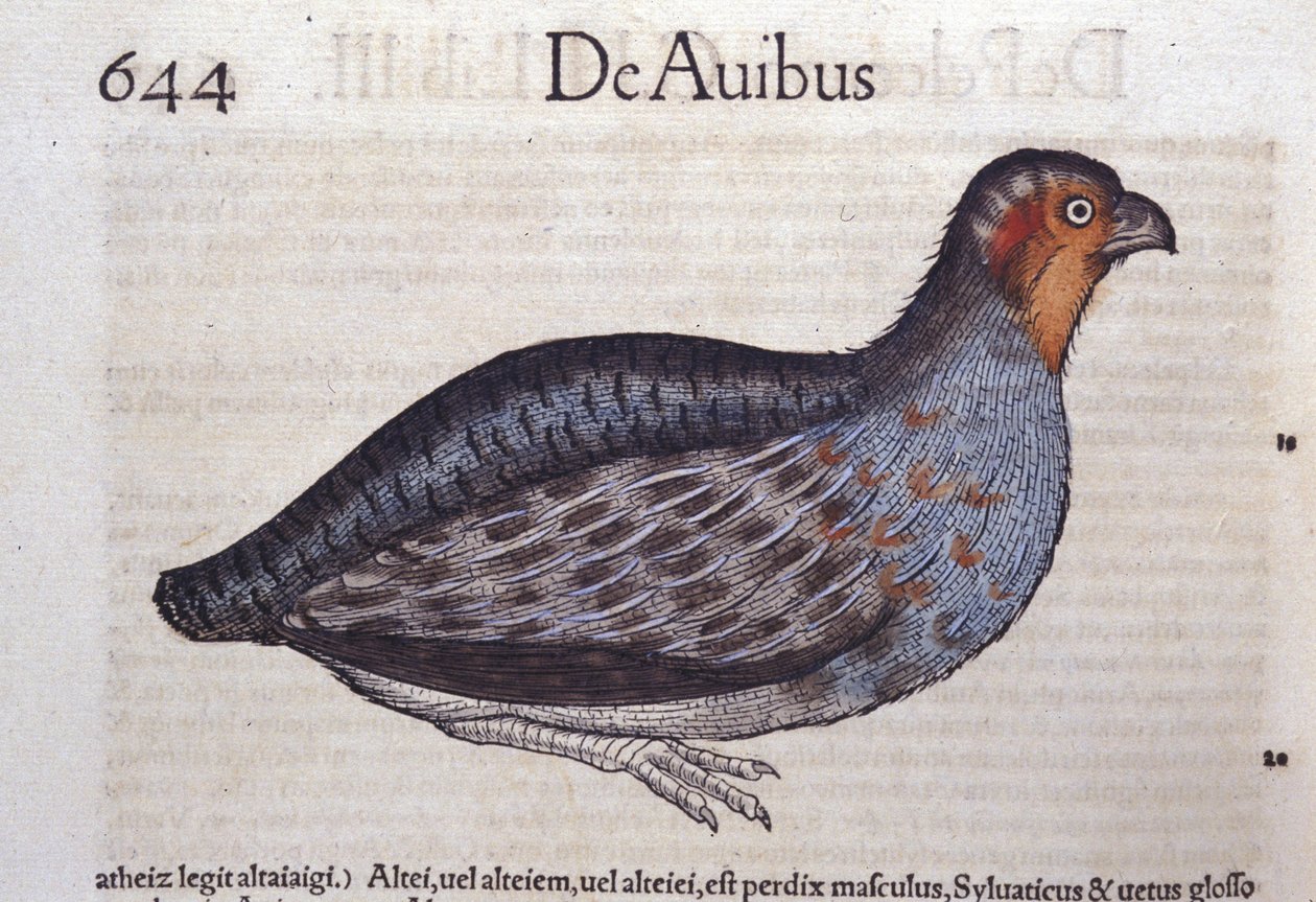 La Partridge في تاريخ الحيوانات بقلم كونراد جيسنر (1516-1565) ، زيورخ بواسطة فنان غير معروف