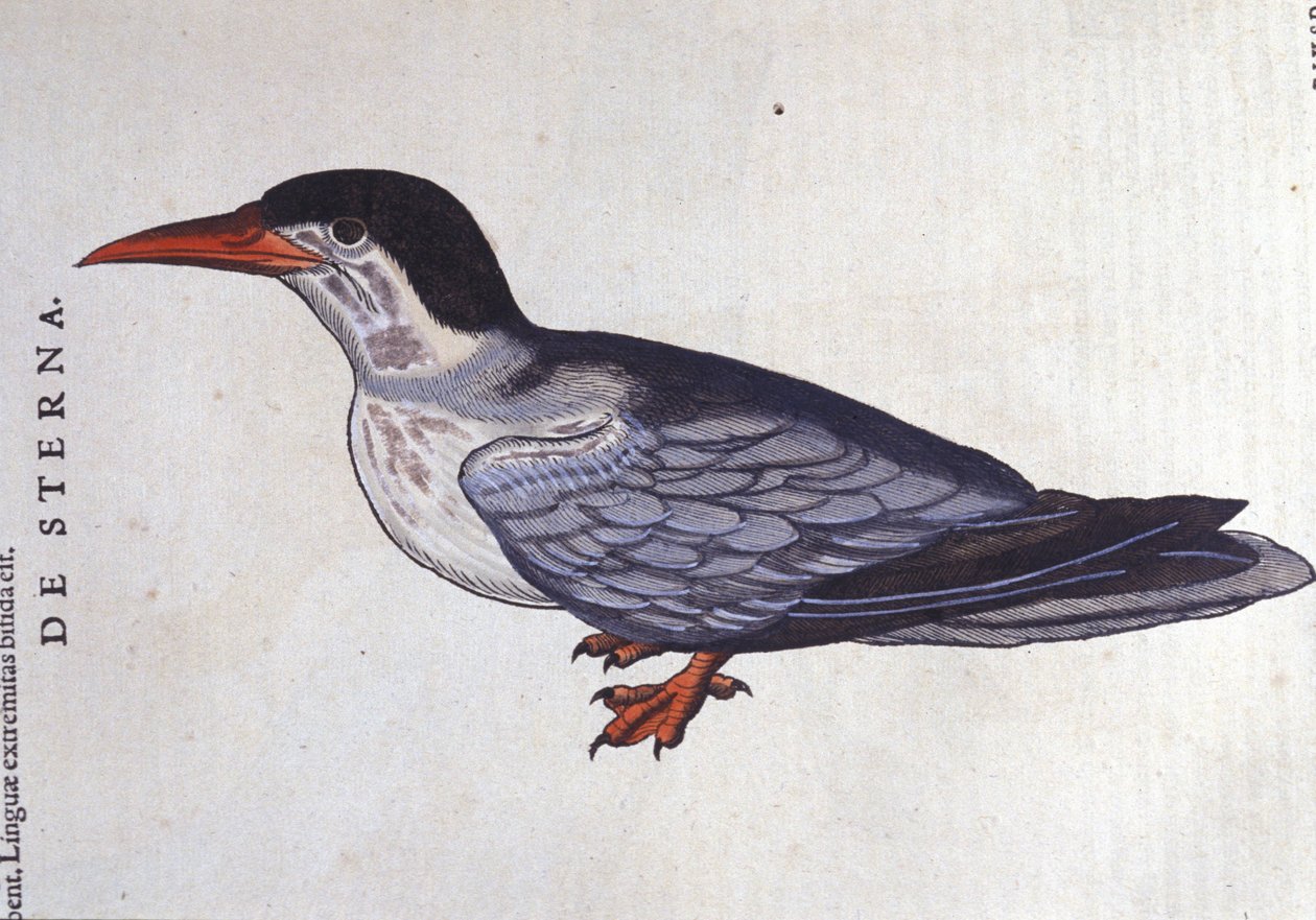 Swallow la ou des mers Time in History ، حيوان Conrad Gesner (1516-1565) ، زيورخ بواسطة فنان غير معروف