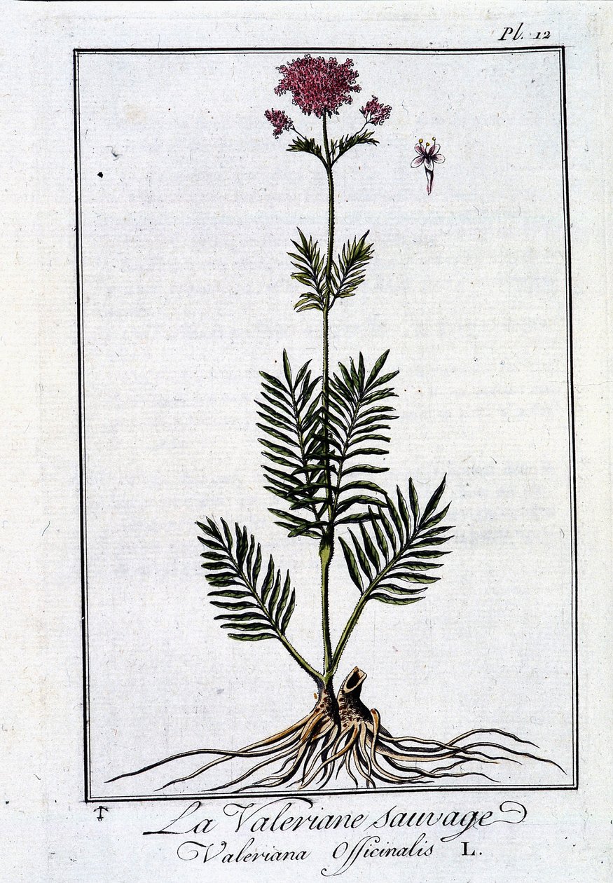 حشيشة الهر البرية - في "تمرين علم النبات للتجار" بقلم JC Philibert ، Imp. بواسطة Crapelet ، باريس بواسطة فنان غير معروف