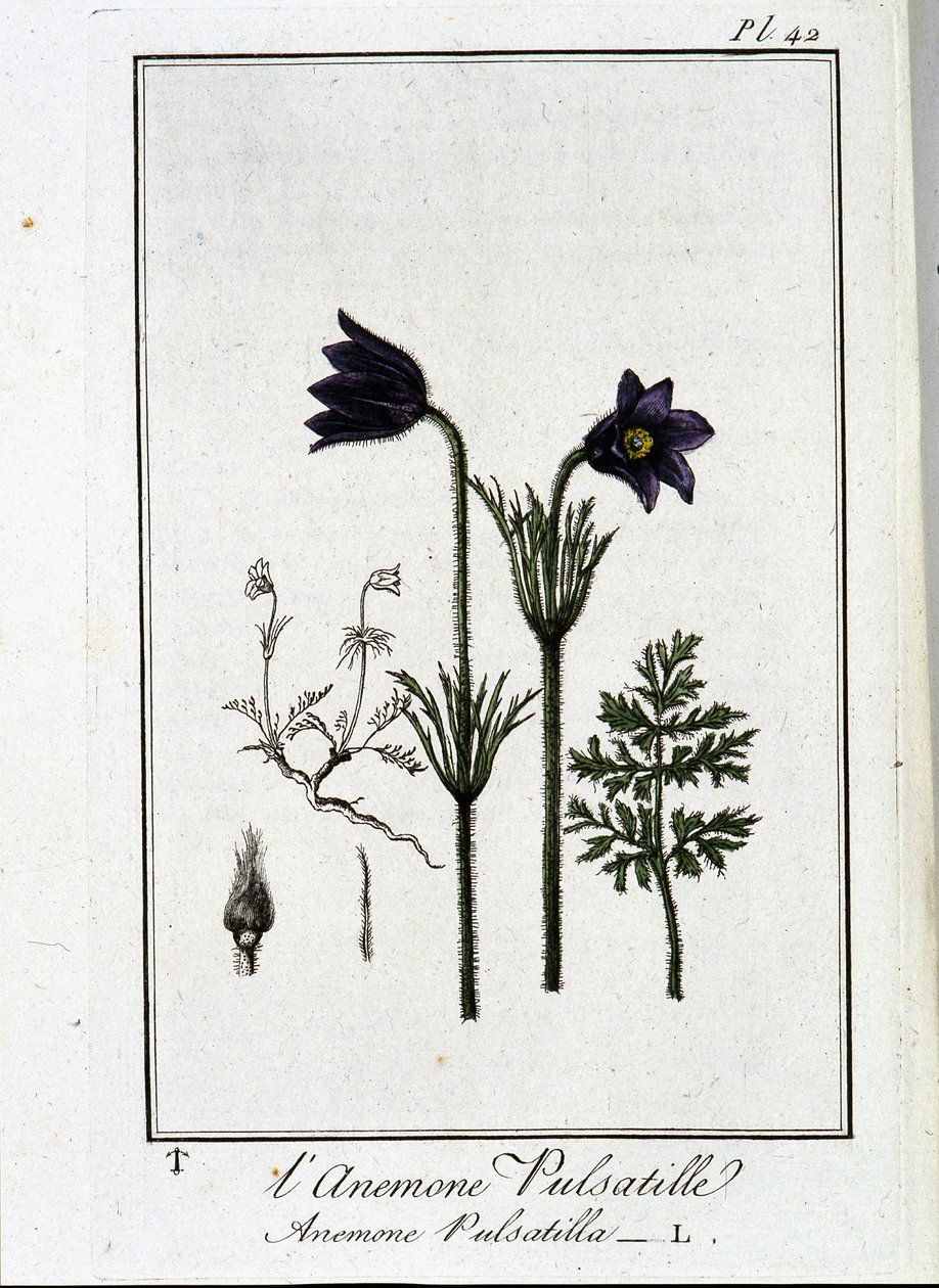 شقائق النعمان pulsatilla - في "تمارين علم النبات للمتداولين" ، كتبها JC Philibert ، Imprimerie de Crapelet ، Paris بواسطة فنان غير معروف
