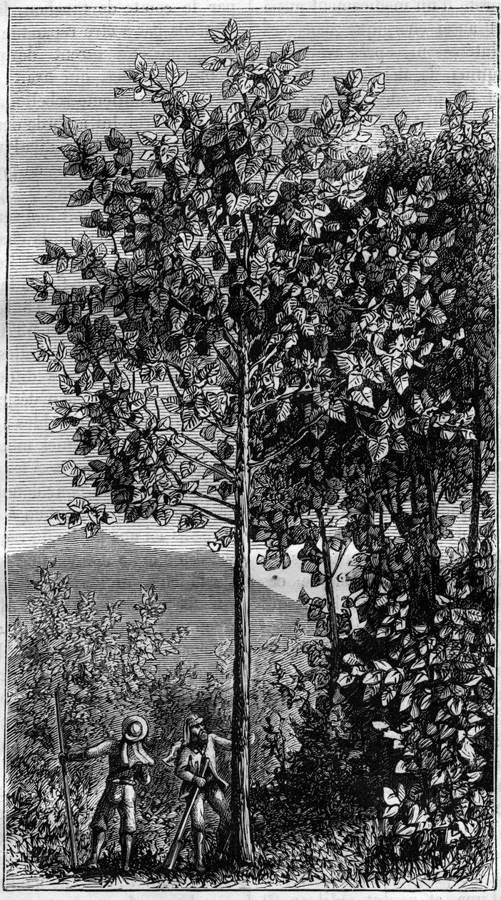 الشجرة في Quinquina (Cinchona officinalis). النقش في "" الطبيعة " بواسطة فنان غير معروف
