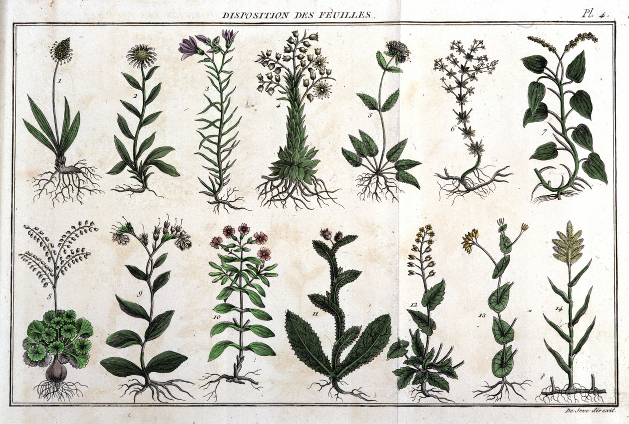 تخطيط الأوراق: في "" Flora Françoise ، أو وصف موجز لجميع النباتات التي تنمو بشكل طبيعي في فرنسا ، مرتبة وفقًا لطريقة تحليل جديدة يتم من خلالها اقتباس مزاياها الأقل غموضًا في الطب ، وفائدتها في بواسطة فنان غير معروف