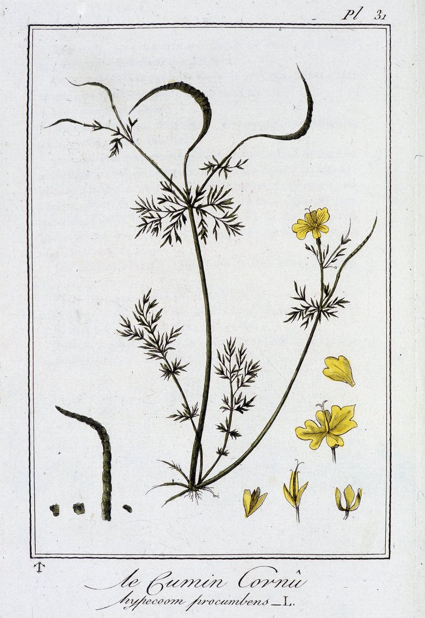 لو كومين كورنو (Hypecoom procumbens) - في "Exercises de botany à l'usage des commercants" ، redige بواسطة JC Philibert ، Imprimerie de Crapelet ، Paris بواسطة فنان غير معروف