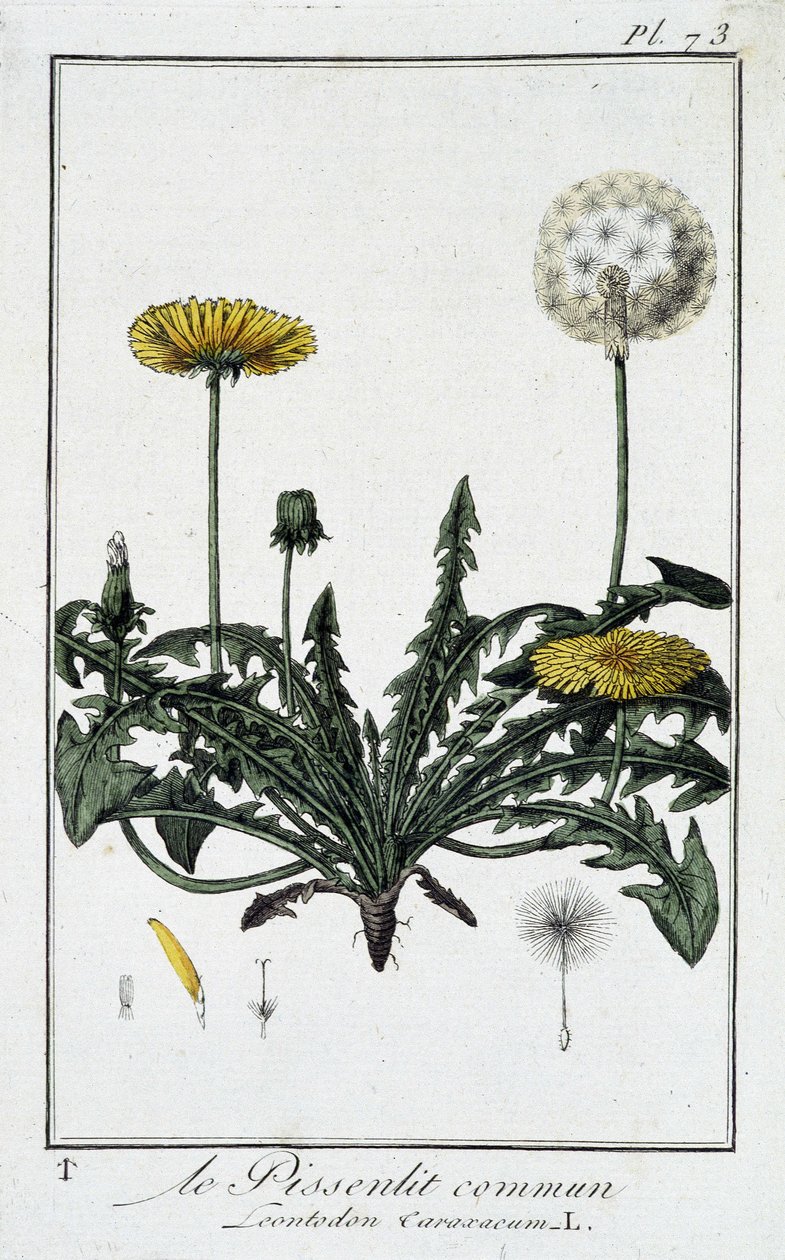 الهندباء المشتركة (Leontodon caraxacum) - في "تمارين علم النبات للتجار" ، بقلم JC Philibert ، Imprimerie de Crapelet ، باريس بواسطة فنان غير معروف