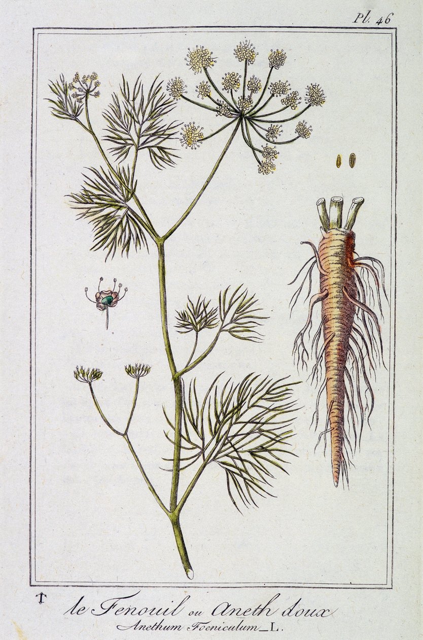 الشمر أو الشبت الحلو (Anethum Foeniculum) - في "تمارين نباتية لاستخدام التجار" ، redige بواسطة J.C. Philibert ، Imprimerie de Crapelet ، Paris بواسطة فنان غير معروف