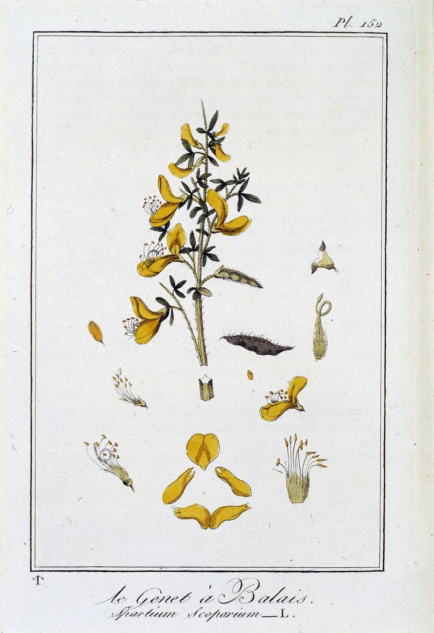 Le Genet a Broom (Spartium Scoparium) - في "تمارين علم النبات للتجار" ، redige بواسطة JC Philibert ، Imprimerie de Crapelet ، Paris بواسطة فنان غير معروف