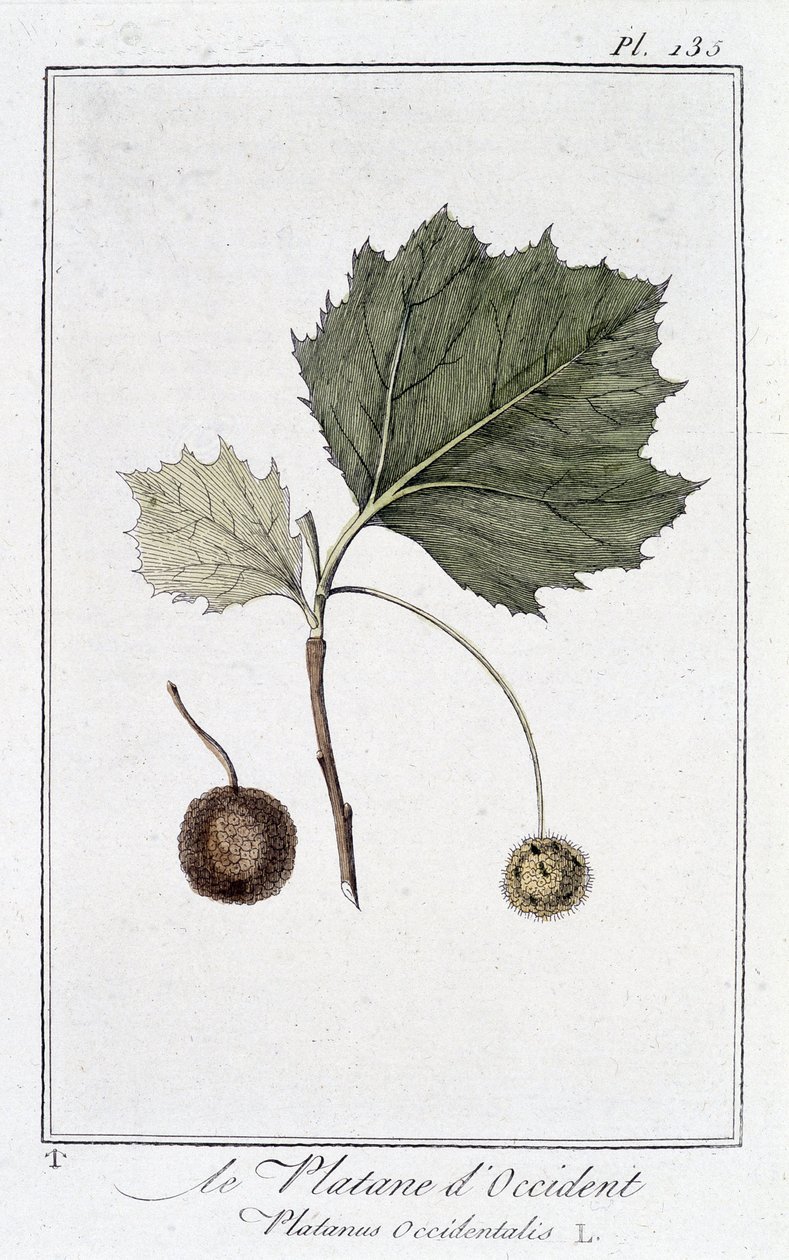 شجرة الطائرة الغربية (Platanus occidentalis) - في "تمارين علم النبات لاستخدام التجار" ، redige بواسطة JC Philibert ، Imprimerie de Crapelet ، Paris بواسطة فنان غير معروف
