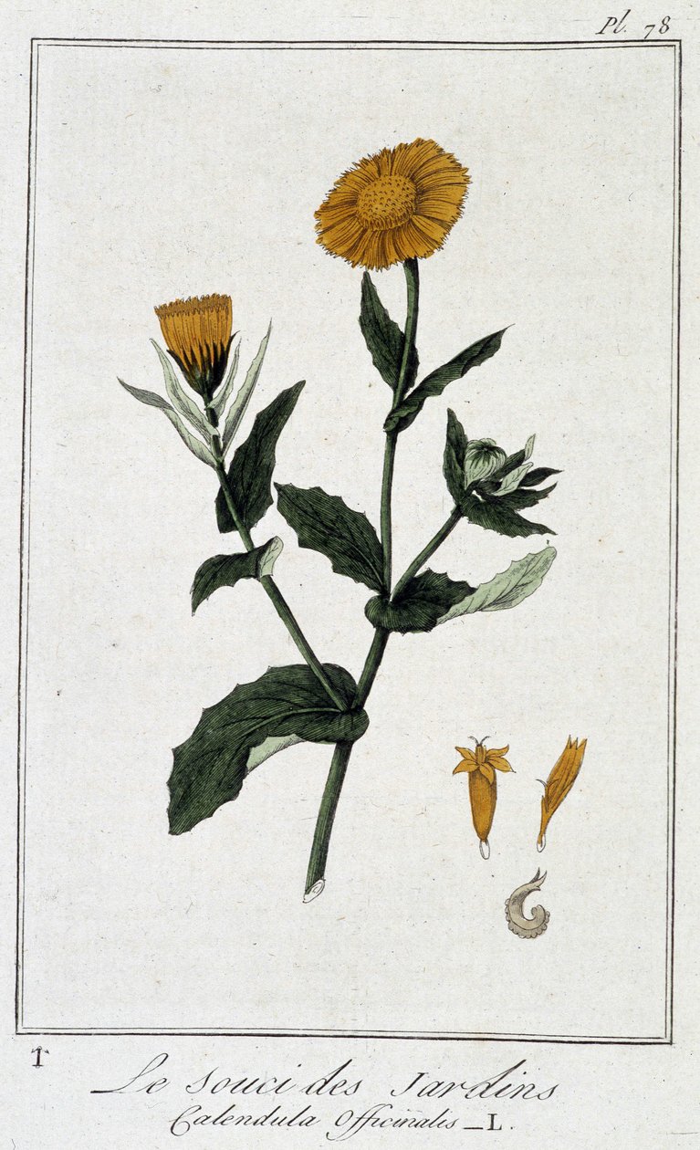 Garden Marigold (Calendula Officinalis) - في "تمارين علم النبات للتجار" ، بقلم JC Philibert ، imp. Crapelet ، باريس بواسطة فنان غير معروف