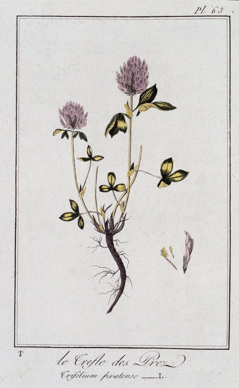 Le Trefle des Pres (Trifolium pratense) - في "تمارين علم النبات للمتداولين" ، redige بواسطة JC Philibert ، Imprimerie de Crapelet ، Paris بواسطة فنان غير معروف