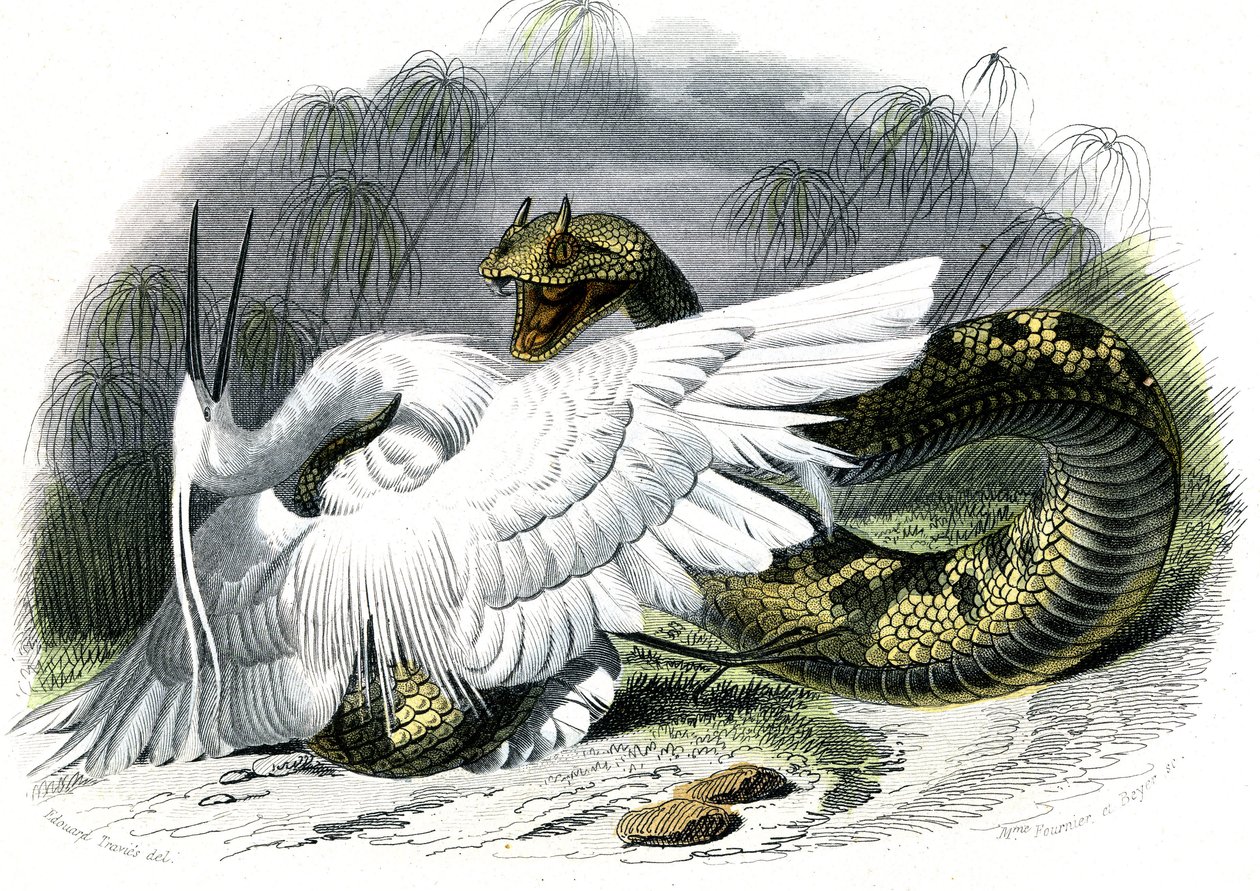 Le ceraste (Vipera cerastes) - لوحة من التاريخ الطبيعي بقلم برنارد جيرمان دي لاسيبيدي (1856-1925)، طبعة P.Furme، باريس بواسطة فنان غير معروف