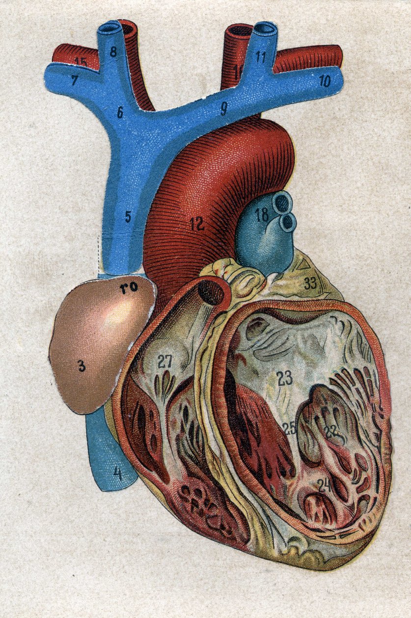 Le coeur.in "" الدواء الطبيعي الجديد "بقلم FE Bilz. 1898. بواسطة فنان غير معروف