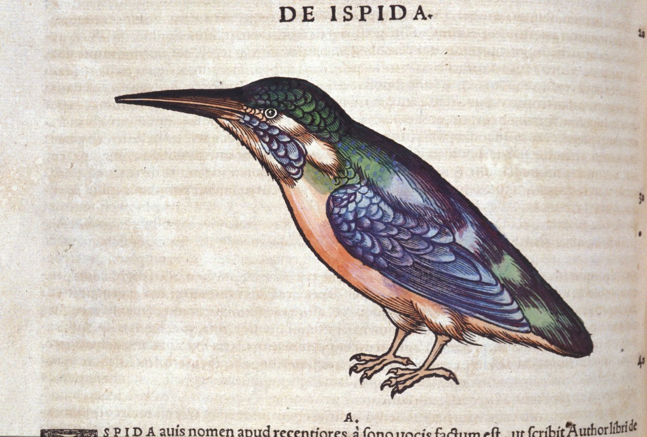 Le Guêpier في تاريخ الحيوانات بواسطة Conrad Gesner (1516-1565) ، زيورخ بواسطة فنان غير معروف
