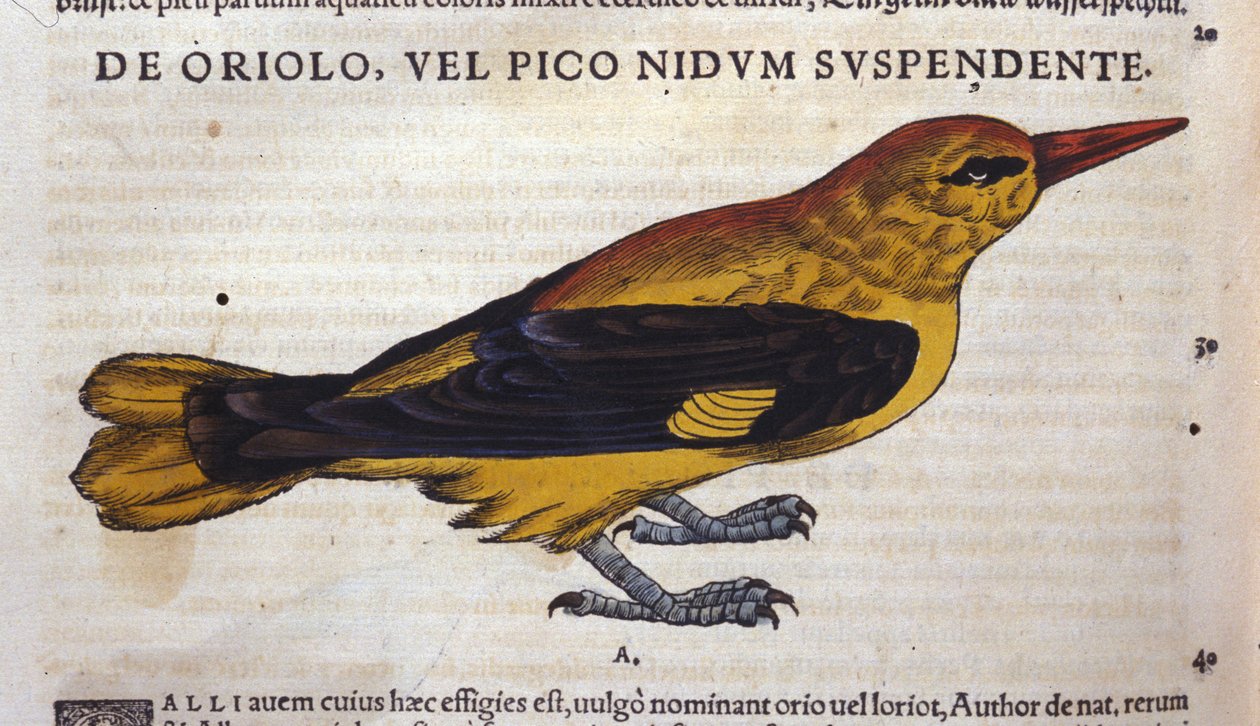 Le pic في تاريخ الحيوانات بواسطة Conrad Gesner (1516-1565) ، زيورخ بواسطة فنان غير معروف