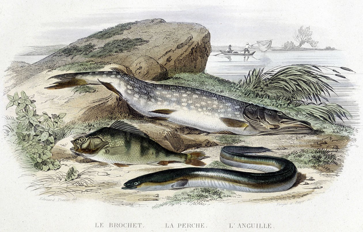 البايك والجثم وثعبان البحر - في "التاريخ الطبيعي" بقلم Lacépède ، T.II ، ed. Furne et Cie ، باريس بواسطة فنان غير معروف