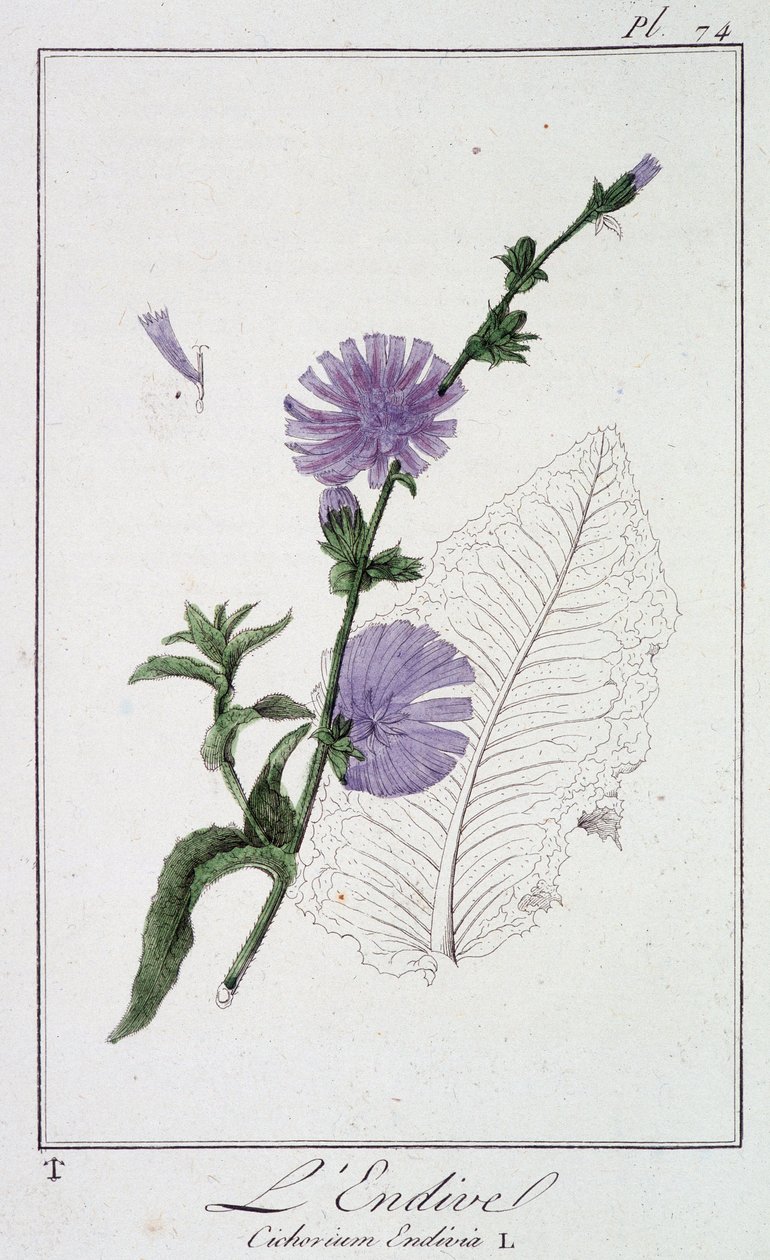 Endive (Cichorium Endivia) - في "تمارين علم النبات للتجار" ، بقلم J.C. Philibert ، Imprimerie de Crapelet ، باريس بواسطة فنان غير معروف