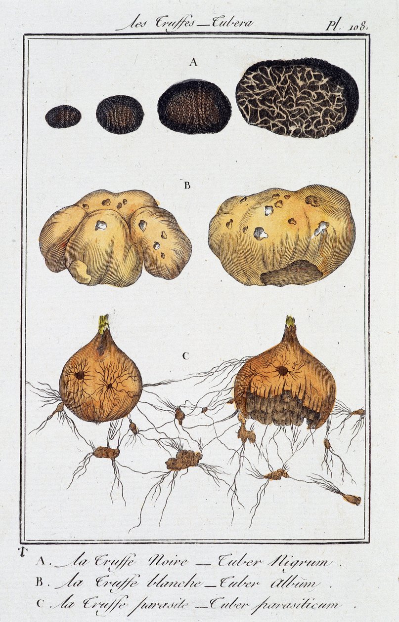 Les Truffes (Tubera) - في "تمارين نباتية للتجار" بقلم J.C. Philibert ، Imprimerie de Crapelet ، باريس بواسطة فنان غير معروف