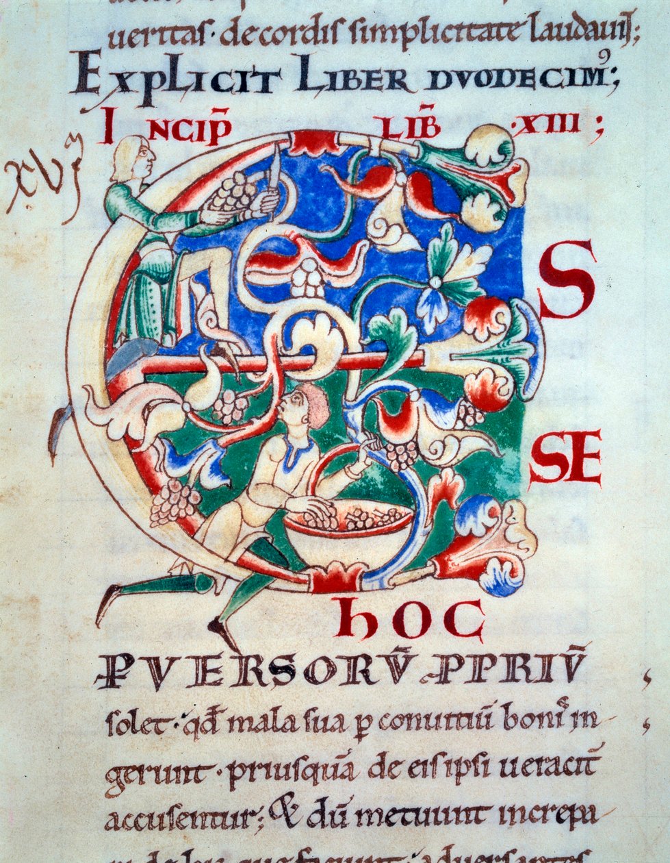 ليترين سي ؛ كرمة أوائل القرن الثاني عشر. مصغرة من العصور الوسطى. مخطوطة "Moralia in Job" من Citeaux Abbey لجريجوار البابا الأول بواسطة فنان غير معروف