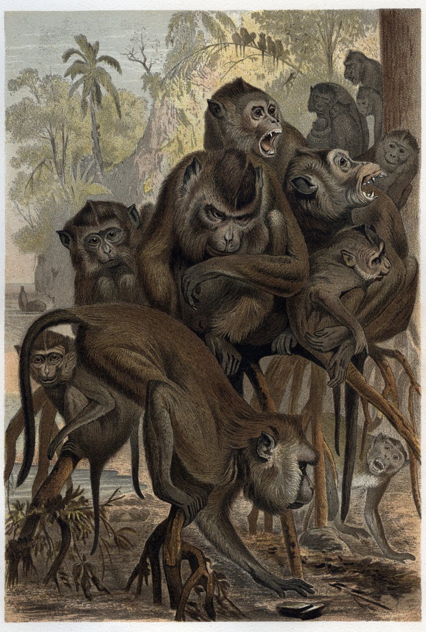 Macaques (Macaca) (Cercopithecinae) - نقش من "" Brehm's Life of Animals "للفريد إدموند بريهم (1829-1884) بواسطة فنان غير معروف