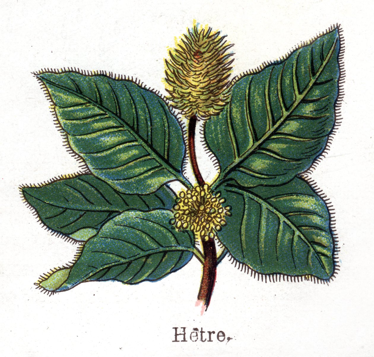 النباتات الطبية والغذائية: الزان. نقش في "" La medicine naturelle "، بقلم فريدريش إدوارد بيلز (1842-1922) بواسطة فنان غير معروف