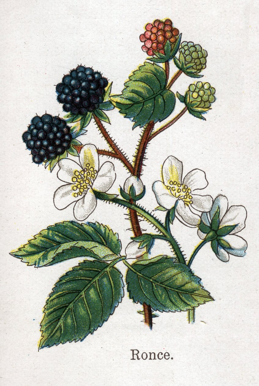 النباتات الطبية والغذائية: نبات عشبي. نقش في "" La medicine naturelle "، بقلم فريدريش إدوارد بيلز (1842-1922) بواسطة فنان غير معروف