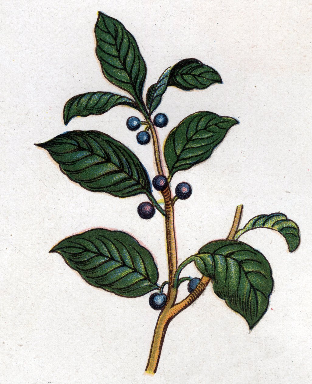 النباتات الطبية والغذائية: النبق. نقش في "" La medicine naturelle "، بقلم فريدريش إدوارد بيلز (1842-1922) بواسطة فنان غير معروف