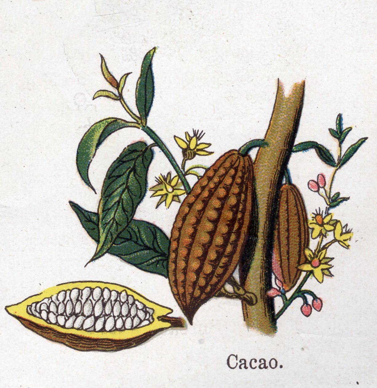 النباتات الطبية والغذائية: الكاكاو. نقش في "" La medicine naturelle "، بقلم فريدريش إدوارد بيلز (1842-1922) بواسطة فنان غير معروف