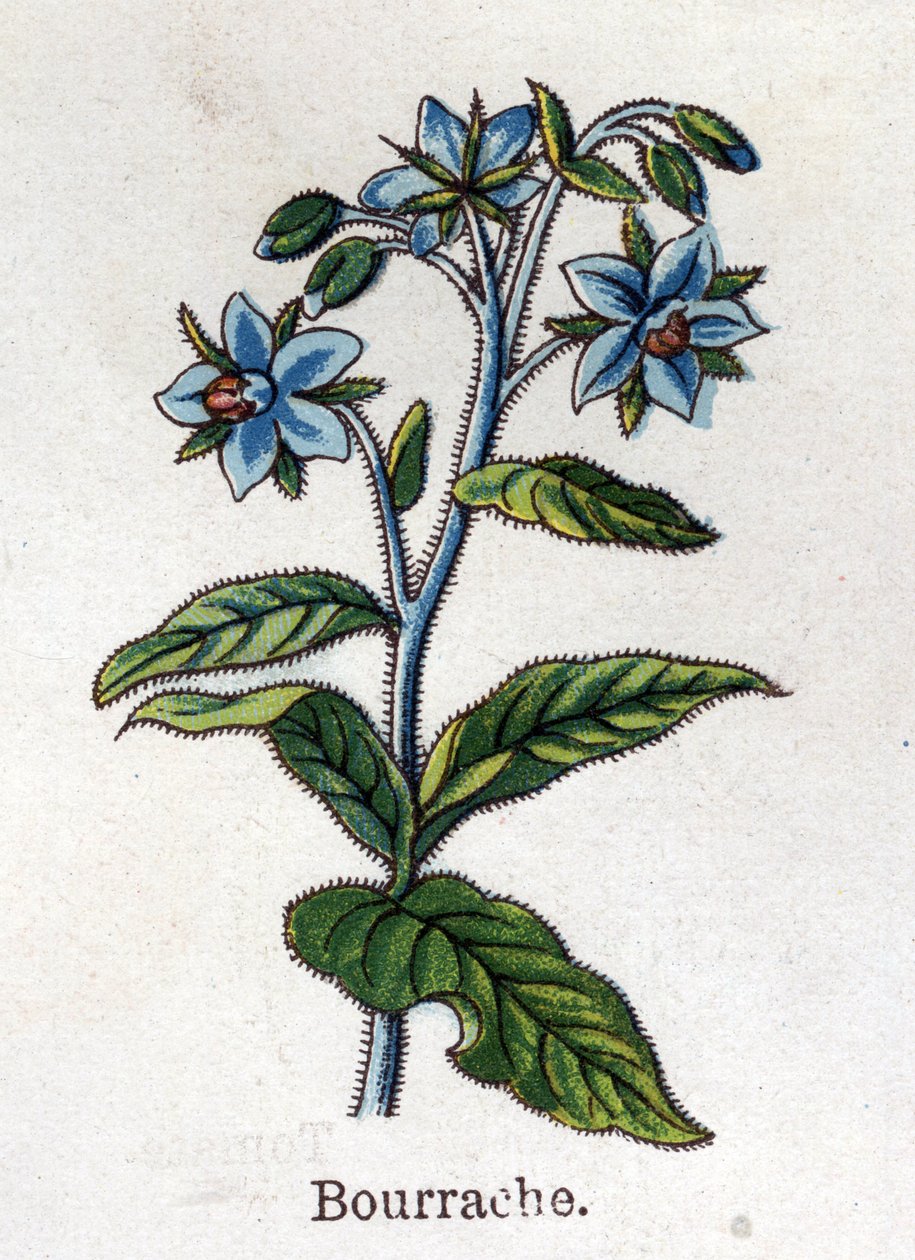 النباتات الطبية والغذائية: التوت البري. نقش في "" La medicine naturelle "، بقلم فريدريش إدوارد بيلز (1842-1922) بواسطة فنان غير معروف