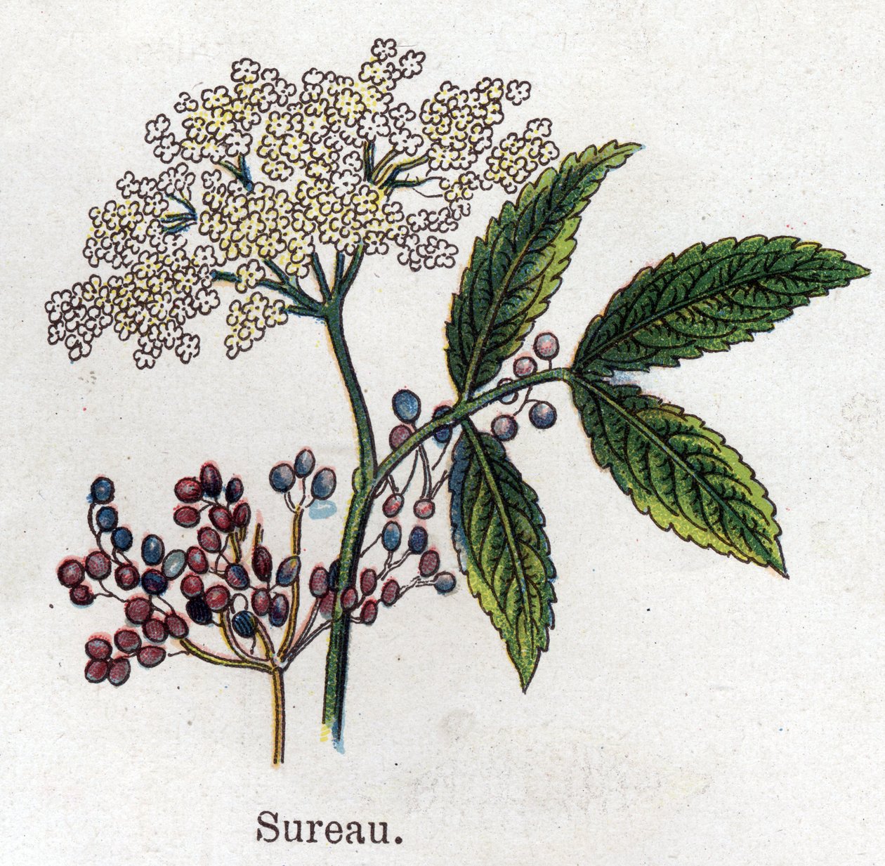 النباتات الطبية والغذائية: نبات البلسان. نقش في "" La medicine naturelle "، بقلم فريدريش إدوارد بيلز (1842-1922) بواسطة فنان غير معروف