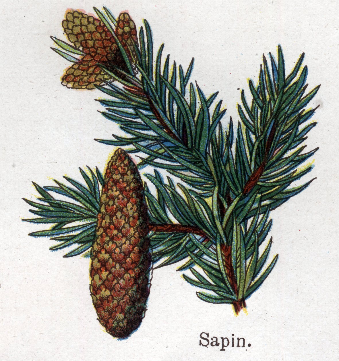 النباتات الطبية والغذائية: التنوب. نقش في "" La medicine naturelle "، بقلم فريدريش إدوارد بيلز (1842-1922) بواسطة فنان غير معروف