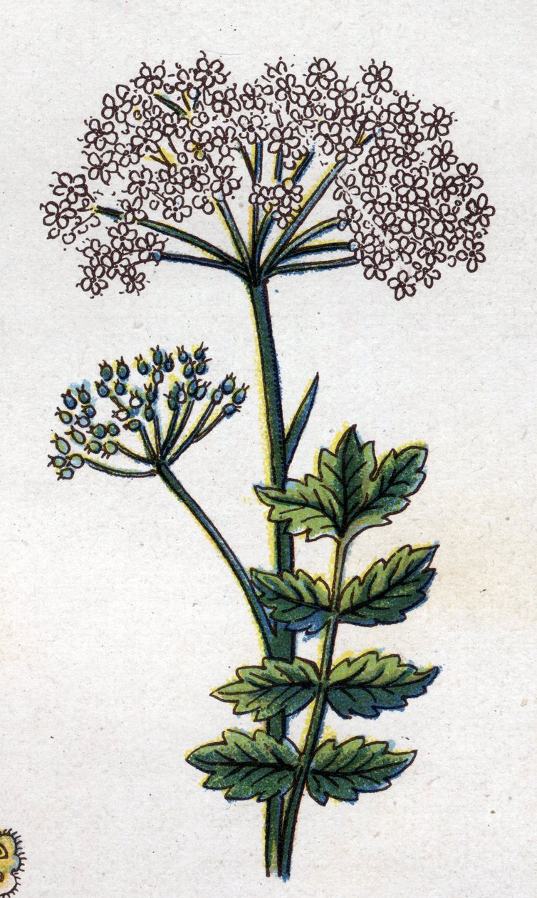 النباتات الطبية والغذائية: مساحة كبيرة. نقش في "" La medicine naturelle "، بقلم فريدريش إدوارد بيلز (1842-1922) بواسطة فنان غير معروف