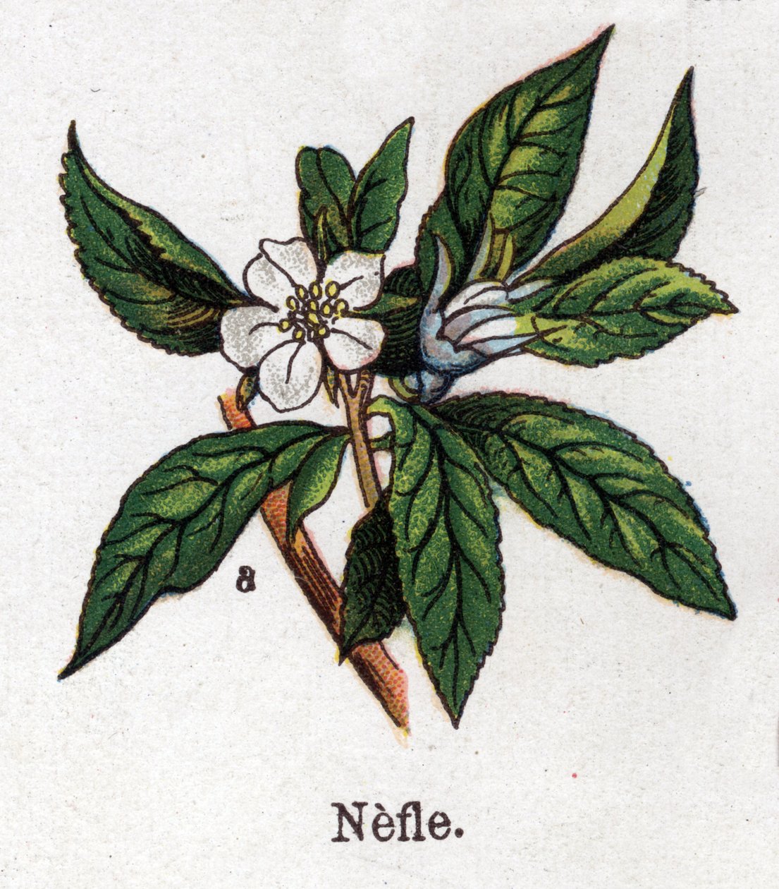 النباتات الطبية والغذائية: nefle. نقش في "" La medicine naturelle "، بقلم فريدريش إدوارد بيلز (1842-1922) بواسطة فنان غير معروف