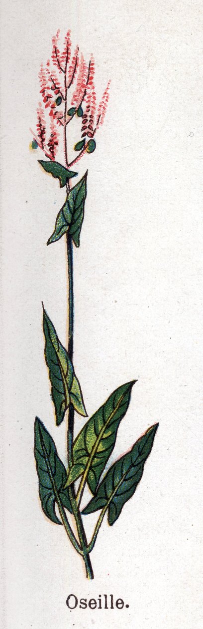 النباتات الطبية والغذائية: حميض. نقش في "" La medicine naturelle "، بقلم فريدريش إدوارد بيلز (1842-1922) بواسطة فنان غير معروف