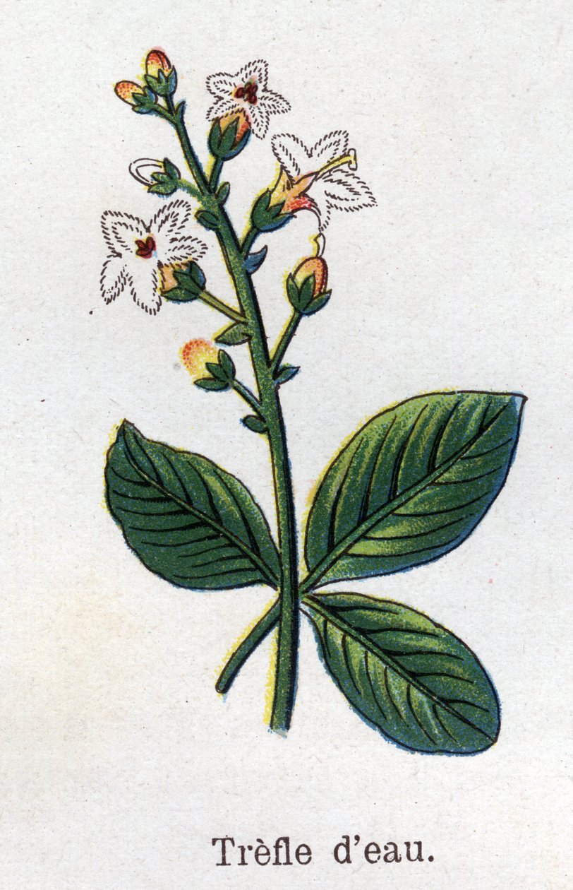 النباتات الطبية والغذائية: البرسيم المائي. نقش في "" La medicine naturelle "، بقلم فريدريش إدوارد بيلز (1842-1922) بواسطة فنان غير معروف